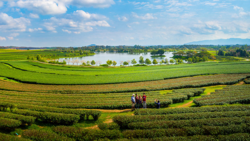 Plantación de té del parque Singha