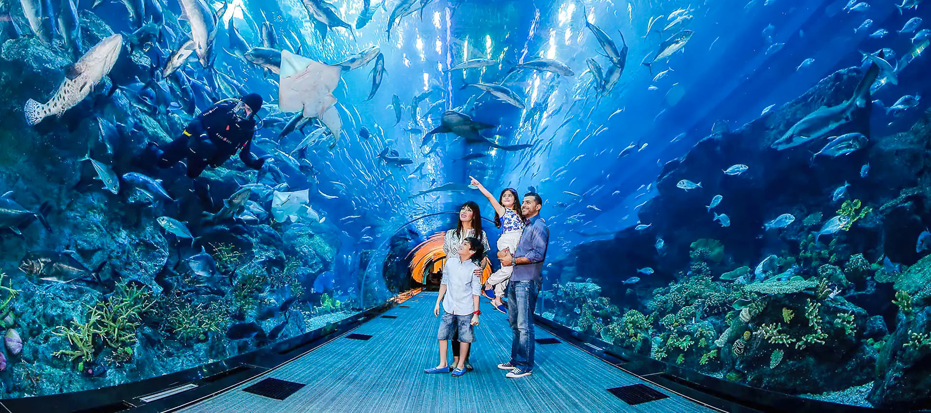 Dubai Aquarium and Underwater Zoo Guide + Tips 2024